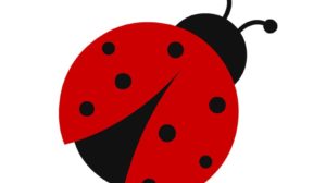 coccinella