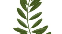ramo ulivo