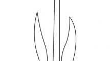 sagoma tulipano1