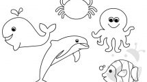 animali mare
