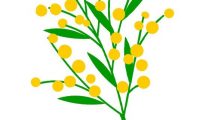 mimosa