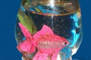 acquario pesce barattolo vetro 3