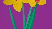 fiordaliso fiori3