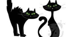 gatto neri halloween 2