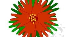 stella natale fiore mani