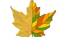 foglia autunno astratto04 1
