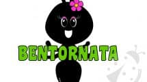 formica bentornata