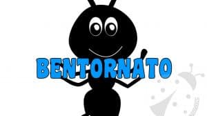 sezione formiche bentornato