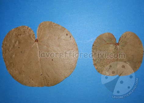 Coccinella con le foglie secche