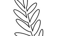disegno ramo ulivo
