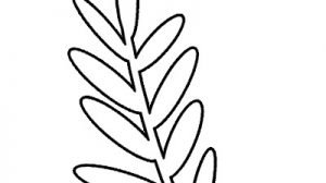 disegno ramo ulivo