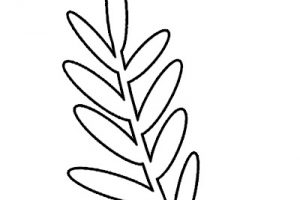 disegno ramo ulivo
