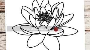 fiore di loto disegno