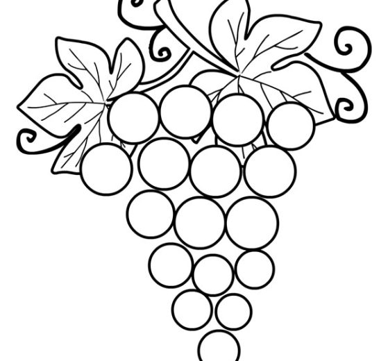 disegno uva