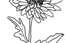 crisantemo disegno 1