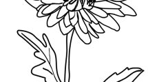 crisantemo disegno 1