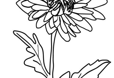 crisantemo disegno 1