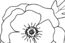 disegno papavero 1