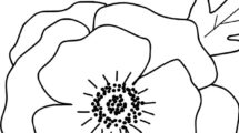 disegno papavero 1