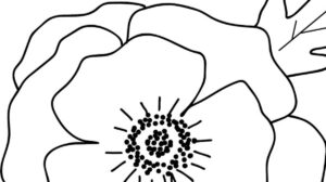 disegno papavero 1