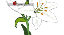 fiore giglio