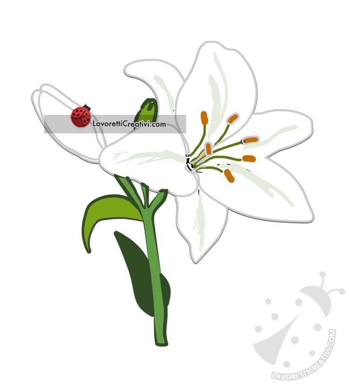 Giglio bianco 7 fiore giglio