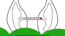 orecchie da elfo disegno