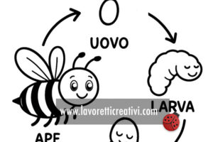 scheda ciclo di vita delle api