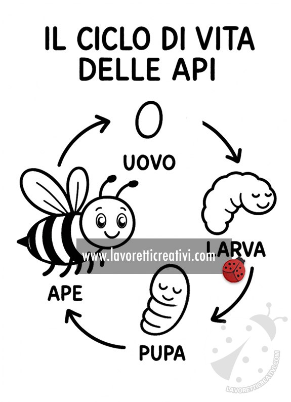 scheda ciclo di vita delle api