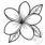 plumeria disegno