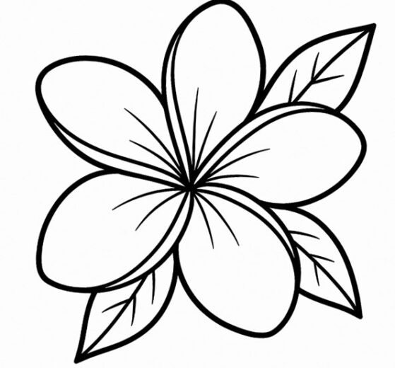 plumeria disegno