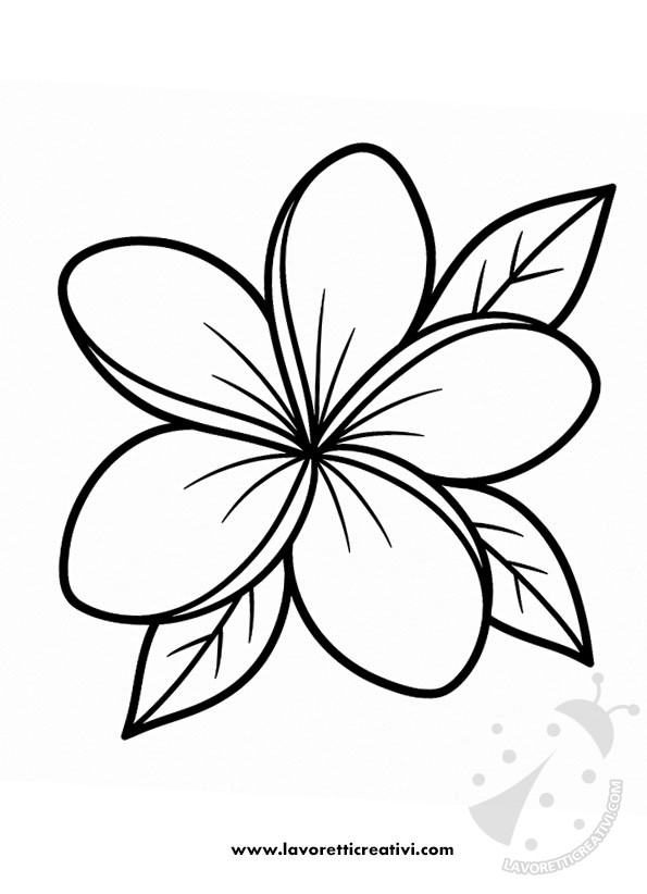 plumeria disegno