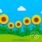 campo di Ggirasoli di carta